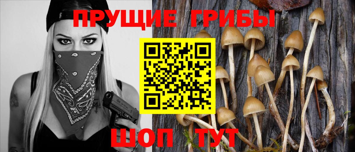 Галлюциногенные грибы Psilocybe Черногорск